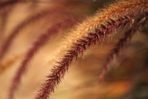 Grasses Wild